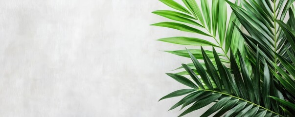 Poster - Palm leaves abstract background concept. A close-up view of lush green palm leaves against a soft gray background.