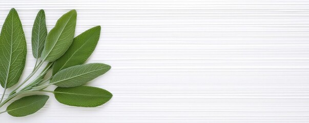 Poster - Sage leaves abstract background concept. Fresh green leaves arranged beautifully on a clean white background.