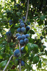 Wall Mural - Ripe plums growing on tree in garden