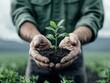 © Sergey - A farmer's hands gently cradle a seedling planted in dark, rich soil, symbolizing growth and regenerative agriculture.