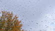 © Francisco - A windowpane covered in raindrops, with a view of autumn leaves and a cloudy sky.