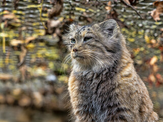 Wall Mural - A female Pallas' cat, Otocolobus manul, observes the surroundings