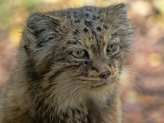 Wall Mural - A female Pallas' cat, Otocolobus manul, observes the surroundings