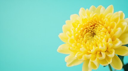Aufkleber - A bright yellow chrysanthemum against a muted turquoise background, close-up shot, Minimalist style