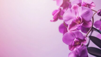 Poster - A cluster of vibrant purple orchids on a soft lilac background, close-up shot, Minimalist style
