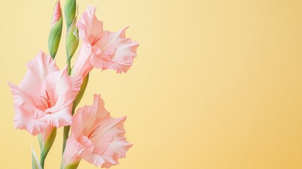 Aufkleber - A delicate pink gladiolus against a soft lemon yellow background, close-up shot, Minimalist style