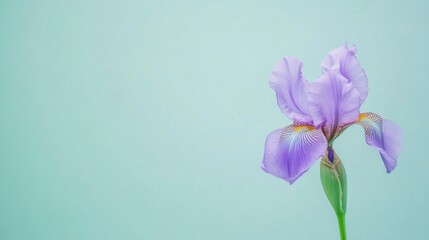 Poster - A fresh purple iris on a serene mint green backdrop, close-up shot, Minimalist style