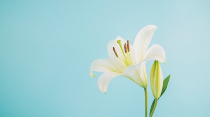 Poster - A fresh white lily on a serene sky blue backdrop, close-up shot, Minimalist style
