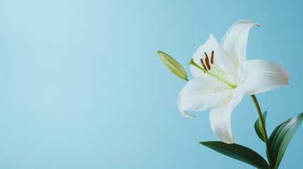 Poster - A fresh white lily on a serene sky blue backdrop, close-up shot, Minimalist style