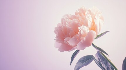 Aufkleber - A lone soft peach peony isolated against a muted lavender background, close-up shot, Minimalist style