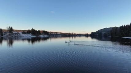 Wall Mural - Drone tranquil view of swans swimming in a lake surrounded by ice-covered shore