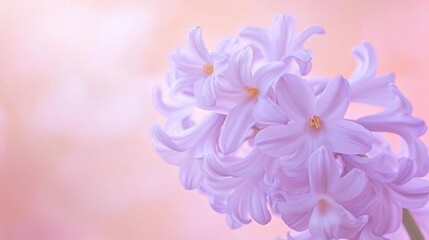 Poster - A serene lavender hyacinth against a soft coral background, close-up shot, Minimalist style