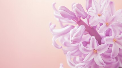 Poster - A serene lavender hyacinth against a soft coral background, close-up shot, Minimalist style