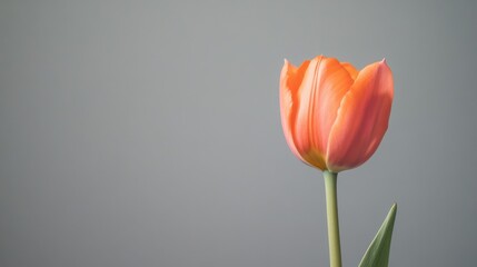 Poster - A single rich orange tulip against a muted grey background, close-up shot, Minimalist style