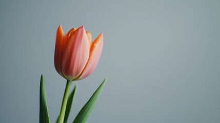 Poster - A single rich orange tulip against a muted grey background, close-up shot, Minimalist style