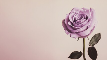 Poster - A single soft lavender rose against a light taupe background, close-up shot, Minimalist style