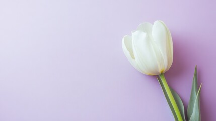 Aufkleber - A single soft mint green tulip against a light lavender background, close-up shot, Minimalist style