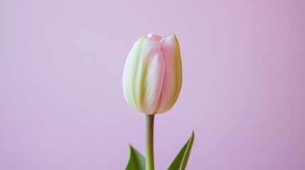 Aufkleber - A single soft mint green tulip against a light lavender background, close-up shot, Minimalist style