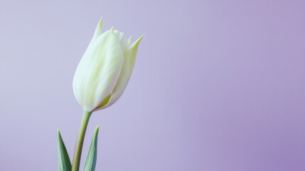 Aufkleber - A single soft mint green tulip against a light lavender background, close-up shot, Minimalist style