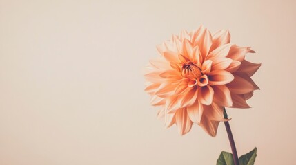 Poster - A single soft peach dahlia against a light taupe background, close-up shot, Minimalist style