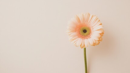 Aufkleber - A single soft peach gerbera daisy against a light taupe background, close-up shot, Minimalist style