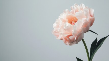Aufkleber - A single soft peach peony against a light grey background, close-up shot, Minimalist style
