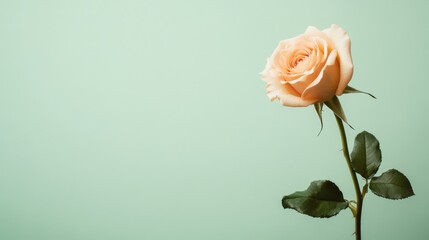 Aufkleber - A single soft peach rose against a light sage green background, close-up shot, Minimalist style