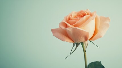 Aufkleber - A single soft peach rose against a light sage green background, close-up shot, Minimalist style