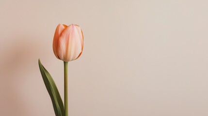 Aufkleber - A single soft peach tulip against a light taupe background, close-up shot, Minimalist style