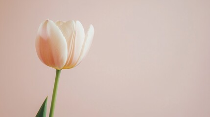 Poster - A single soft peach tulip against a muted taupe background, close-up shot, Minimalist style