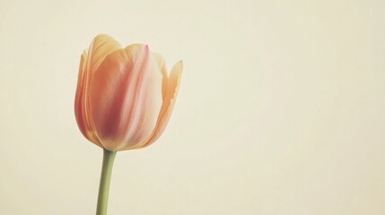 Aufkleber - A single soft rose tulip against a light olive background, close-up shot, Minimalist style