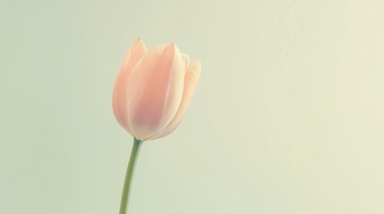 Aufkleber - A single soft rose tulip against a light olive background, close-up shot, Minimalist style