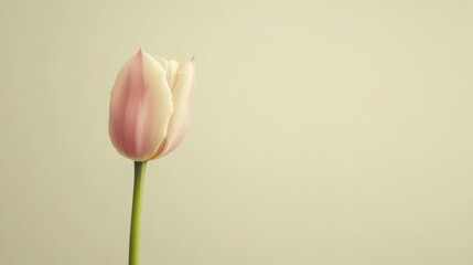 Aufkleber - A single soft rose tulip against a light olive background, close-up shot, Minimalist style