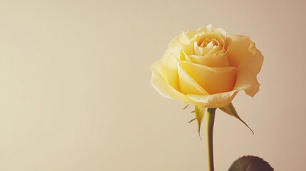 Aufkleber - A single soft yellow rose against a light taupe background, close-up shot, Minimalist style