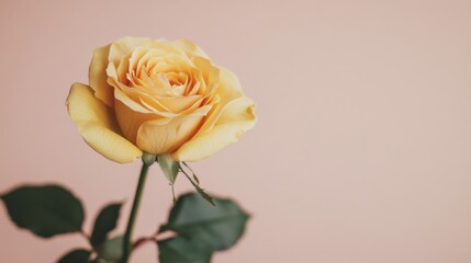 Poster - A single soft yellow rose against a light taupe background, close-up shot, Minimalist style