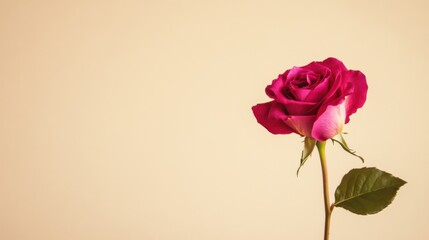 Poster - A single vibrant fuchsia rose against a light taupe background, close-up shot, Minimalist style