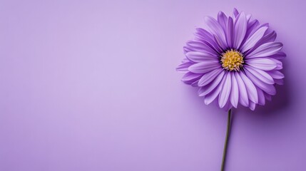 Poster - A single vibrant purple aster on a cool lavender background, detailed close-up shot, Minimalist style