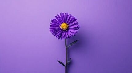 Poster - A single vibrant purple aster on a cool lavender background, detailed close-up shot, Minimalist style