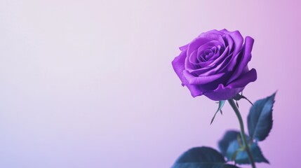 Poster - A single vibrant violet rose against a soft lavender background, close-up shot, Minimalist style