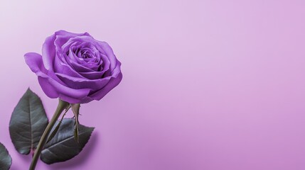 Poster - A single vibrant violet rose against a soft lavender background, close-up shot, Minimalist style