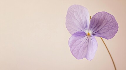 Poster - A soft lilac violet against a neutral beige background, close-up shot, Minimalist style