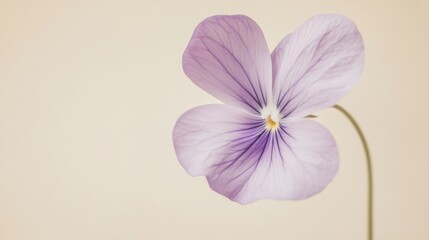 Poster - A soft lilac violet against a neutral beige background, close-up shot, Minimalist style