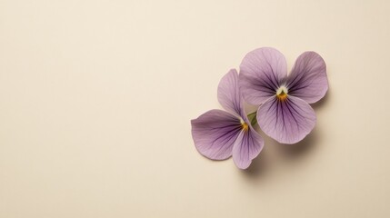 Poster - A soft lilac violet against a neutral beige background, close-up shot, Minimalist style
