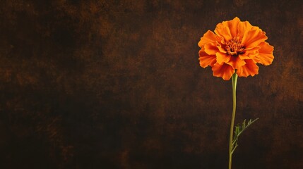 Poster - A solitary bright orange marigold against a dark chocolate brown backdrop, close-up shot, Minimalist style