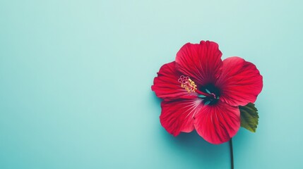 Poster - A solitary deep red hibiscus flower against a vibrant turquoise backdrop, close-up shot, Minimalist style