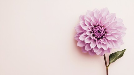 Poster - A solitary soft lavender dahlia against a muted cream background, close-up shot, Minimalist style