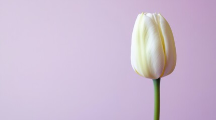Aufkleber - A solitary soft mint green tulip against a light lavender background, close-up shot, Minimalist style