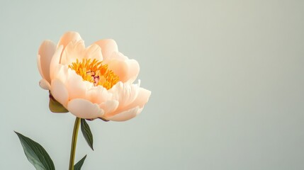 Aufkleber - A solitary soft peach peony against a light sage background, close-up shot, Minimalist style