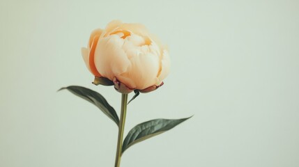 Aufkleber - A solitary soft peach peony against a light sage background, close-up shot, Minimalist style