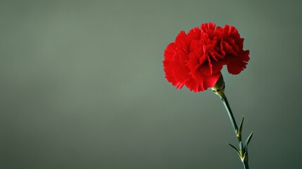 Aufkleber - A striking red carnation on a muted olive backdrop, close-up shot, Minimalist style